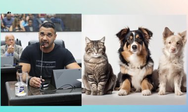 Câmara aprova projeto de proteção a animais atropelados