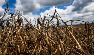 Governo de Minas propõe reduzir ICMS de produtores rurais afetados pela seca