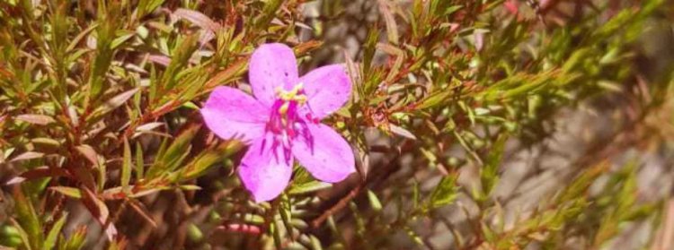 Nova espécie da flora brasileira é encontrada no Parque Estadual da Serra do Rola-Moça