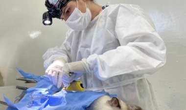 PBH abre vagas de agosto para castração gratuita de cães e gatos